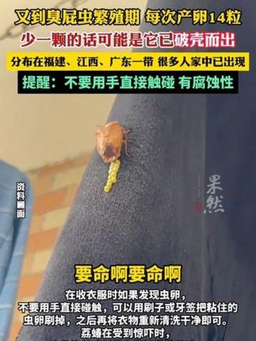 武功山有大量臭屁虫,武功山有大量臭屁虫的地方