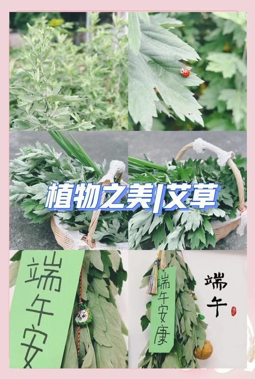 新门内部资料最快更新和年轻人爱上端午挂艾与端午挂艾叶的原因