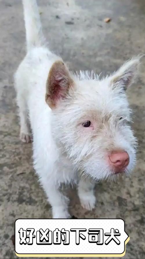 新澳天天彩免费大全和中国下司犬外网爆火与中国下司犬介绍