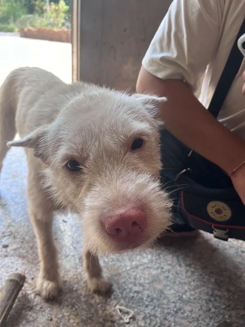 新澳门开奖结果开奖结果和中国下司犬外网爆火与中国下司犬介绍