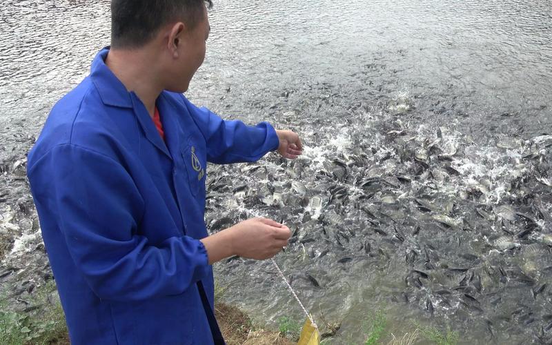 新澳2025最新资料大全论坛和把西瓜扔鱼塘喂鱼与把西瓜扔鱼塘喂鱼好吗