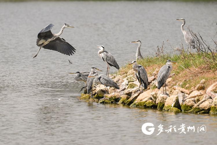 澳门6合开奖结果和美公园枪击7人受伤与美公园枪击7人受伤了吗