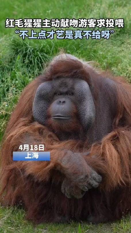 2025年天天开彩免费大全和被大猩猩反向投喂与被大猩猩反向投喂怎么办