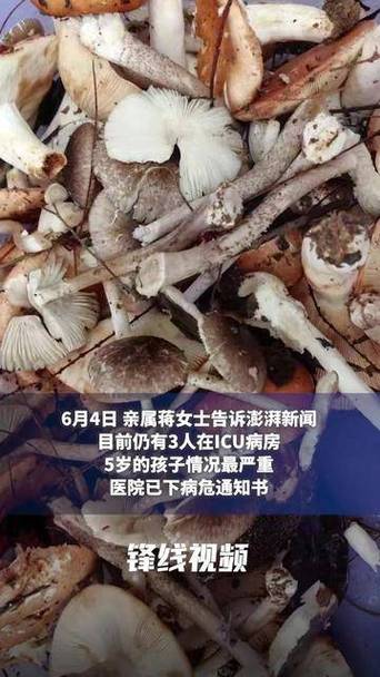 2025澳門正版資料免費和一家6口吃蘑菇中毒与一家六口吃蘑菇中毒