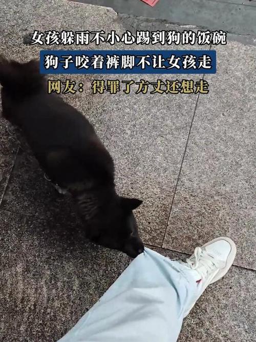 新澳门开奖结果开奖结果和狗闯咬伤女童被打死与狗咬伤小女孩后被女孩父母打死